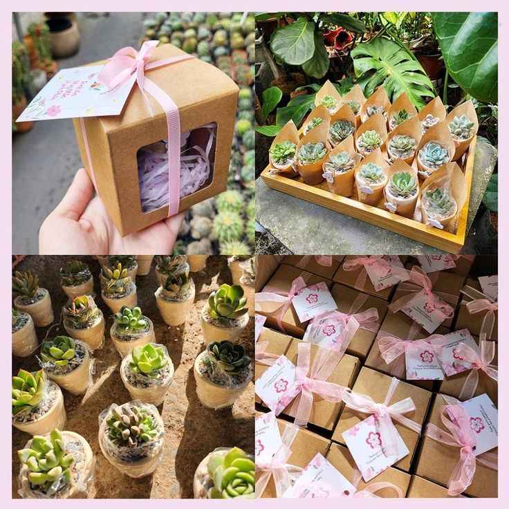 Sen đá cỡ lớn | Sendagarden - Ảnh 3
