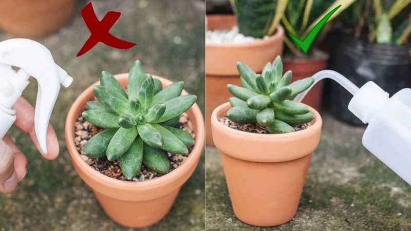 Hướng dẫn chi tiết cách tưới nước cho sen đá và các loại cây mọng nước. Tìm hiểu tại sao không nên tưới trực tiếp lên lá và cách sử dụng bình tưới chuyên dụng để cây luôn khỏe mạnh, tránh sâu bệnh và thối gốc.
