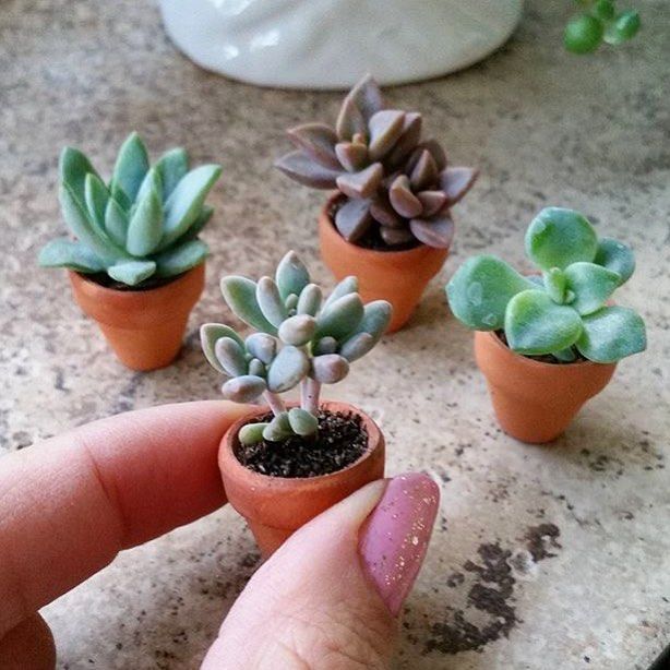 Sen đá mini (2-3cm) | Sendagarden - Ảnh 2
