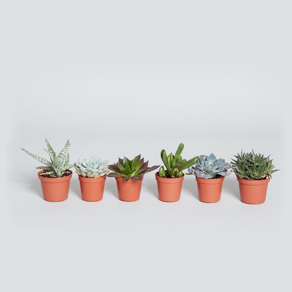 Sen đá mini (2-3cm) | Sendagarden - Ảnh 3