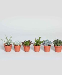 Combo sen vỉ supermini ngẫu nhiên đủ loại | Sendagarden