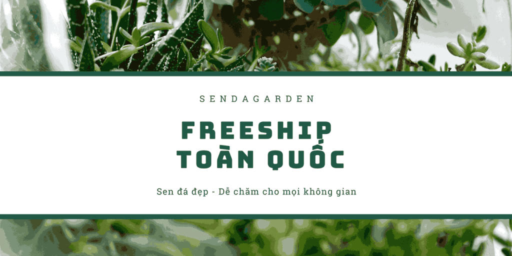 Mua sen đá đẹp tại Senda Garden với ưu đãi freeship toàn quốc. Cây dễ chăm, phù hợp trang trí bàn làm việc, phòng khách và không gian sống xanh.