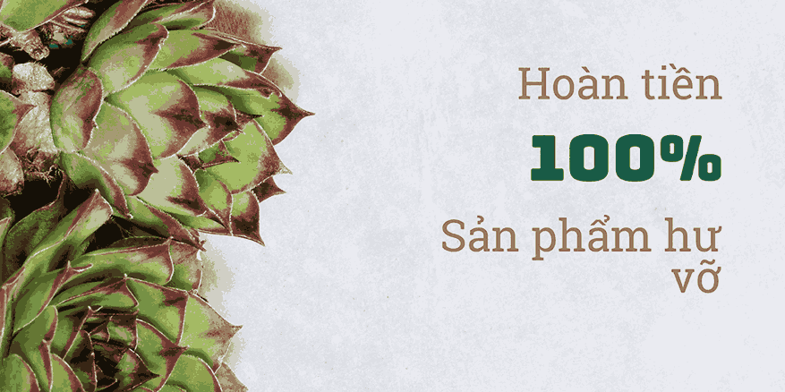 Cây xanh tươi tốt với chính sách hoàn tiền 100% nếu sản phẩm hư vỡ khi giao hàng