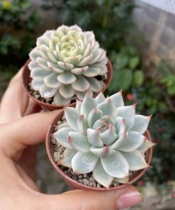 ây sen đá hoa hồng xanh pastel viền hồng