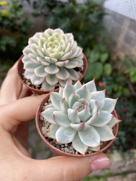 ây sen đá hoa hồng xanh pastel viền hồng