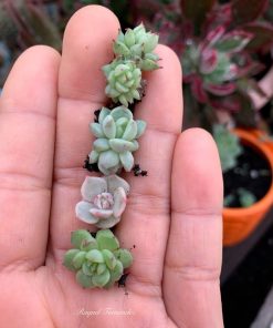 Sen đá mini (2-3cm) | Sendagarden