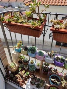 Biến ban công nhỏ thành khu vườn trong mơ bằng cách trang trí cây xanh và sen đá