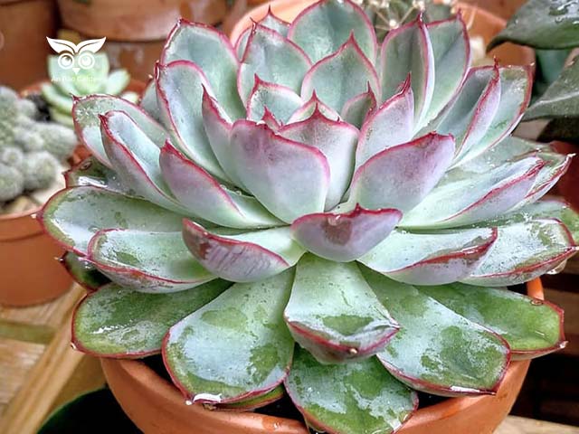 Khám phá sen đá Echeveria viền đỏ với lá căng mọng, hình hoa thị đẹp mắt, phù hợp trang trí bàn làm việc và không gian sống.