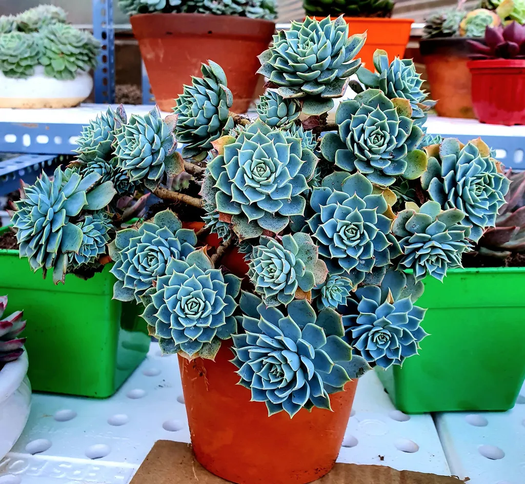 Chậu sen đá xanh đẹp mắt với lá xếp lớp độc đáo, thích hợp trang trí bàn làm việc, quán cà phê hoặc làm quà tặng. Cây dễ chăm sóc, mang lại không gian xanh tươi và cảm giác thư giãn