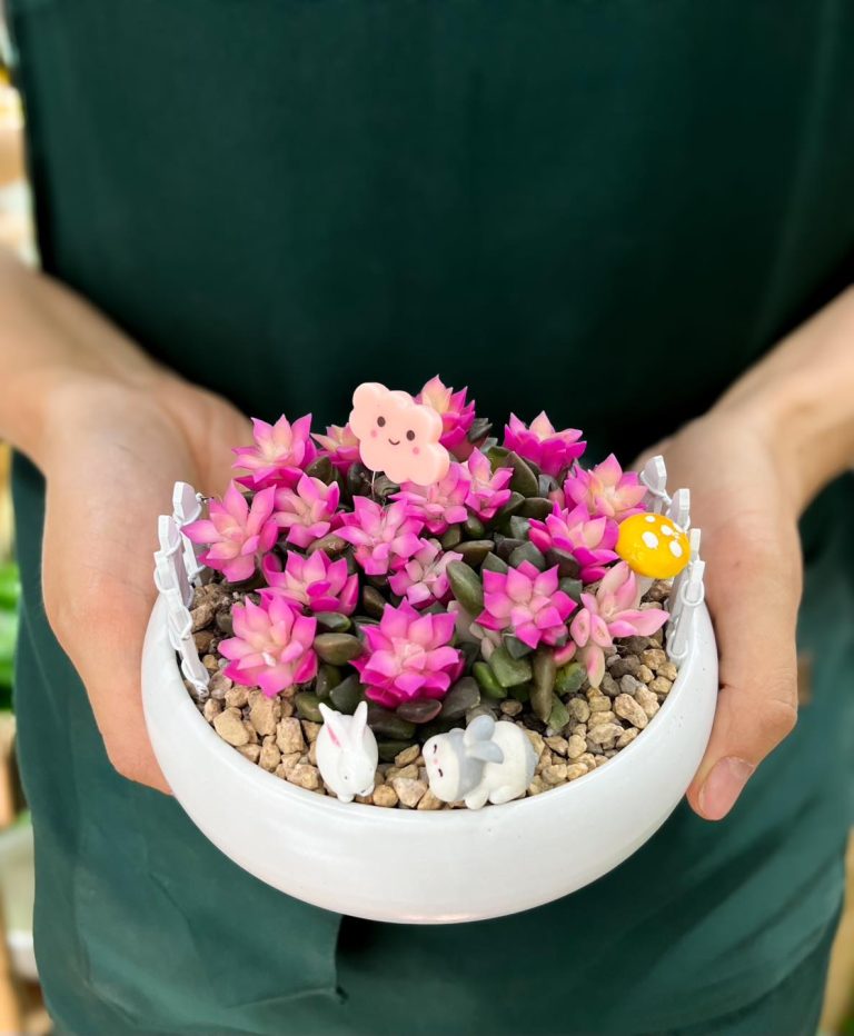 Thành viên cộng đồng sen đá