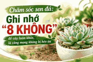 Hướng dẫn chăm sóc sen đá đúng cách với 8 điều cần tránh giúp cây luôn khỏe mạnh, lá căng mọng, không bị héo úa.