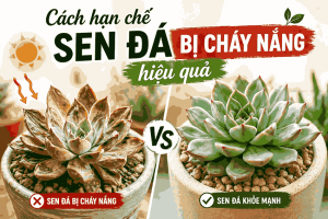 Tìm hiểu cách hạn chế sen đá bị cháy nắng với hình ảnh so sánh thực tế giữa cây bị hư và cây khỏe mạnh, giúp bạn chăm sóc đúng cách.