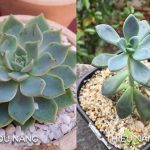 Sen đá thiếu nắng có dấu hiệu lá thưa, vươn cao, màu nhạt và dễ úa/cháy lá. Tìm hiểu nguyên nhân, cách nhận biết và cách khắc phục hiệu quả để cây khỏe mạnh, lên form đẹp.