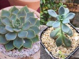 Sen đá thiếu nắng có dấu hiệu lá thưa, vươn cao, màu nhạt và dễ úa/cháy lá. Tìm hiểu nguyên nhân, cách nhận biết và cách khắc phục hiệu quả để cây khỏe mạnh, lên form đẹp.