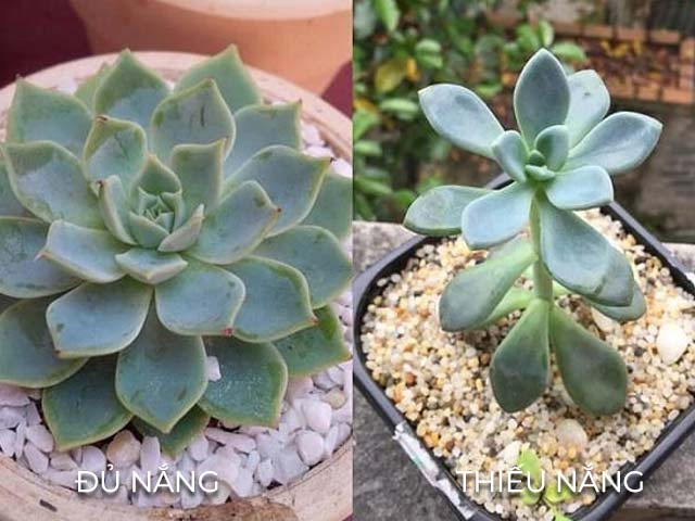 Sen đá thiếu nắng có dấu hiệu lá thưa, vươn cao, màu nhạt và dễ úa/cháy lá. Tìm hiểu nguyên nhân, cách nhận biết và cách khắc phục hiệu quả để cây khỏe mạnh, lên form đẹp.