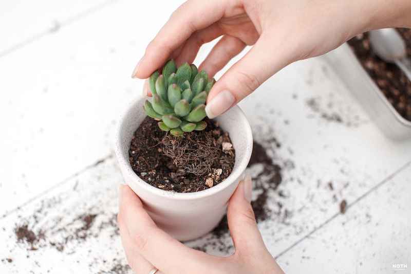 Hình ảnh trồng sen đá vào chậu với đất tơi xốp, thoát nước tốt. Hướng dẫn cách trồng và chăm sóc sen đá đúng cách giúp cây phát triển khỏe mạnh.