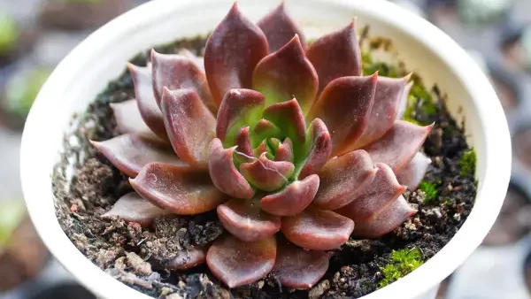 Hình ảnh sen đá có dấu hiệu bị vàng lá do úng nước, một vấn đề phổ biến khi chăm sóc cây cảnh mini. Khi tưới quá nhiều hoặc đất thoát nước kém, rễ cây dễ bị thối, dẫn đến lá chuyển vàng, mềm và dễ rụng. Để khắc phục, cần giảm lượng nước tưới, thay đất thoát nước tốt và đặt cây ở nơi có ánh sáng tự nhiên. Việc chăm sóc đúng cách sẽ giúp sen đá phục hồi và phát triển khỏe mạnh.