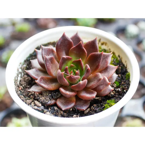 sen đá bị vàng mềm do đất thoát nước kém trong chậu