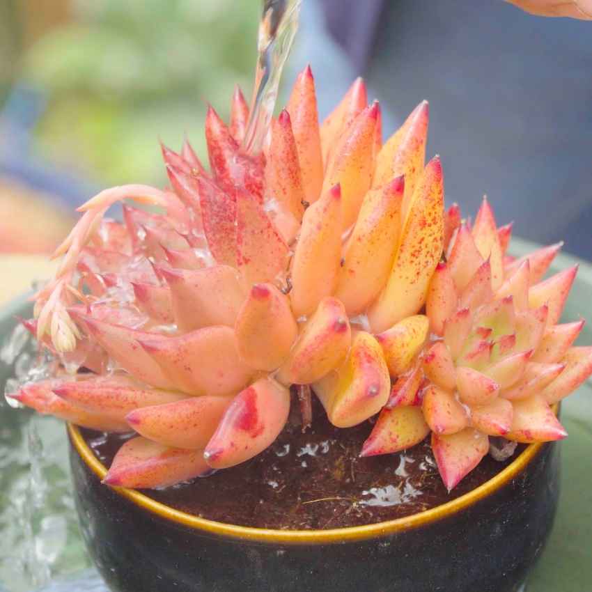 Cận cảnh quá trình tưới nước trực tiếp lên cây sen đá viền cam đỏ rực rỡ trồng trong chậu gốm.