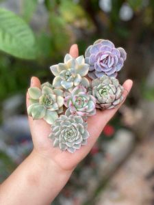 Cây sen đá nhiều màu sắc được đặt trên tay, lá căng mọng, khỏe mạnh. Hình ảnh đẹp phù hợp minh họa cách chăm sóc sen đá đúng cách.