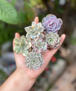 Cây sen đá nhiều màu sắc được đặt trên tay, lá căng mọng, khỏe mạnh. Hình ảnh đẹp phù hợp minh họa cách chăm sóc sen đá đúng cách.