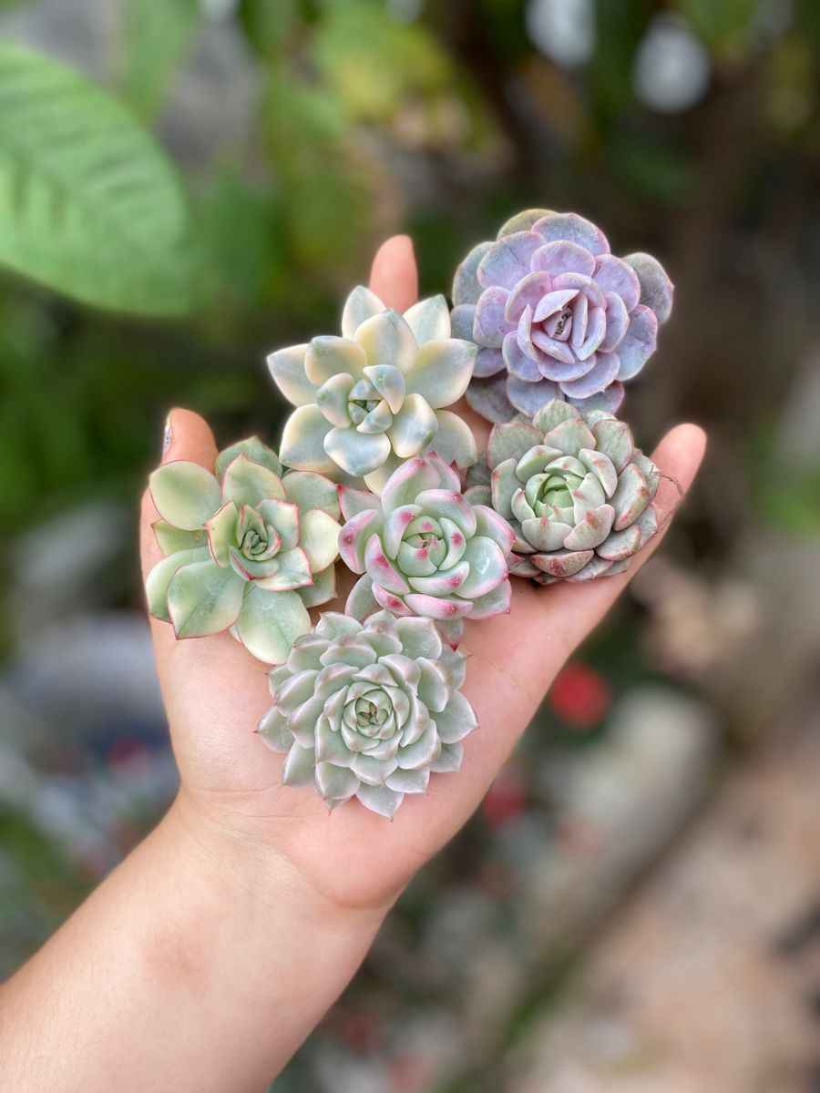 Cây sen đá nhiều màu sắc được đặt trên tay, lá căng mọng, khỏe mạnh. Hình ảnh đẹp phù hợp minh họa cách chăm sóc sen đá đúng cách.