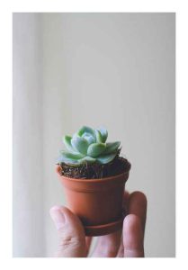 Sen đá cỡ nhỏ | Sendagarden