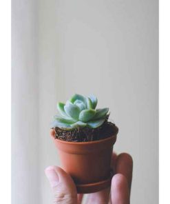 Sen đá cỡ nhỏ | Sendagarden