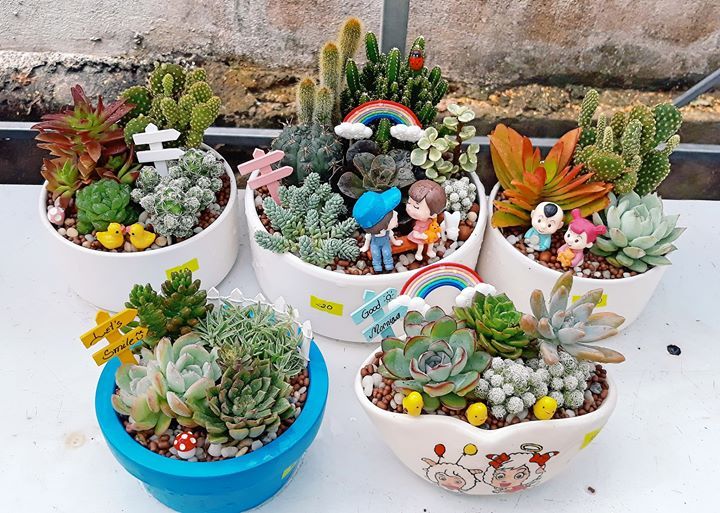 Cây bonsai