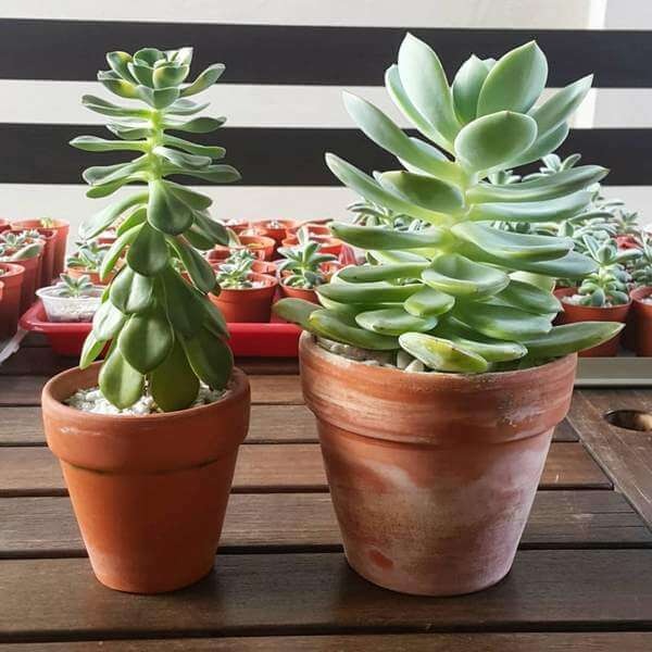 Hình ảnh hai chậu sen đá có thân vươn dài bất thường, khoảng cách giữa các lá xa nhau do tình trạng thiếu ánh sáng mặt trời.