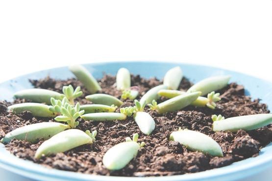 sen đá bao lâu thì lớn qua các giai đoạn phát triển từ lá giâm đến cây trưởng thành