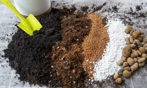 Hỗn hợp đất trồng sen đá gồm đất hữu cơ, xơ dừa và perlite giúp tăng độ tơi xốp, thoát nước nhanh, hạn chế úng rễ và giúp cây phát triển khỏe mạnh