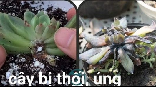 Sen đá bị vàng lá do đất thoát nước kém, lá úa vàng và mềm ở phần gốc