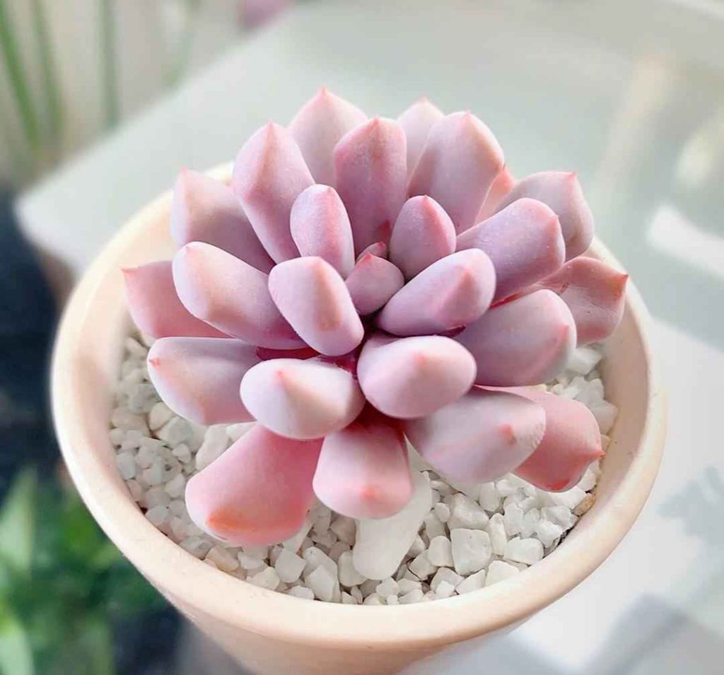 Hình ảnh vẻ đẹp ngọt ngào của chậu sen đá sỏi màu hồng pastel với các lá tròn trịa, dày dặn được rải sỏi trắng trang trí tinh tế.