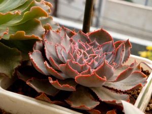 Cận cảnh chậu cây thạch lan (Lithops) hay "cây đá sống" với nhiều màu sắc và hoa văn độc đáo hình viên sỏi