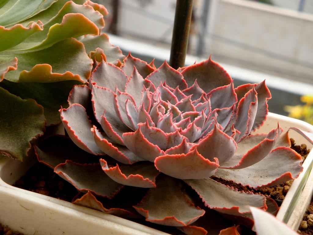 Cận cảnh chậu cây thạch lan (Lithops) hay "cây đá sống" với nhiều màu sắc và hoa văn độc đáo hình viên sỏi