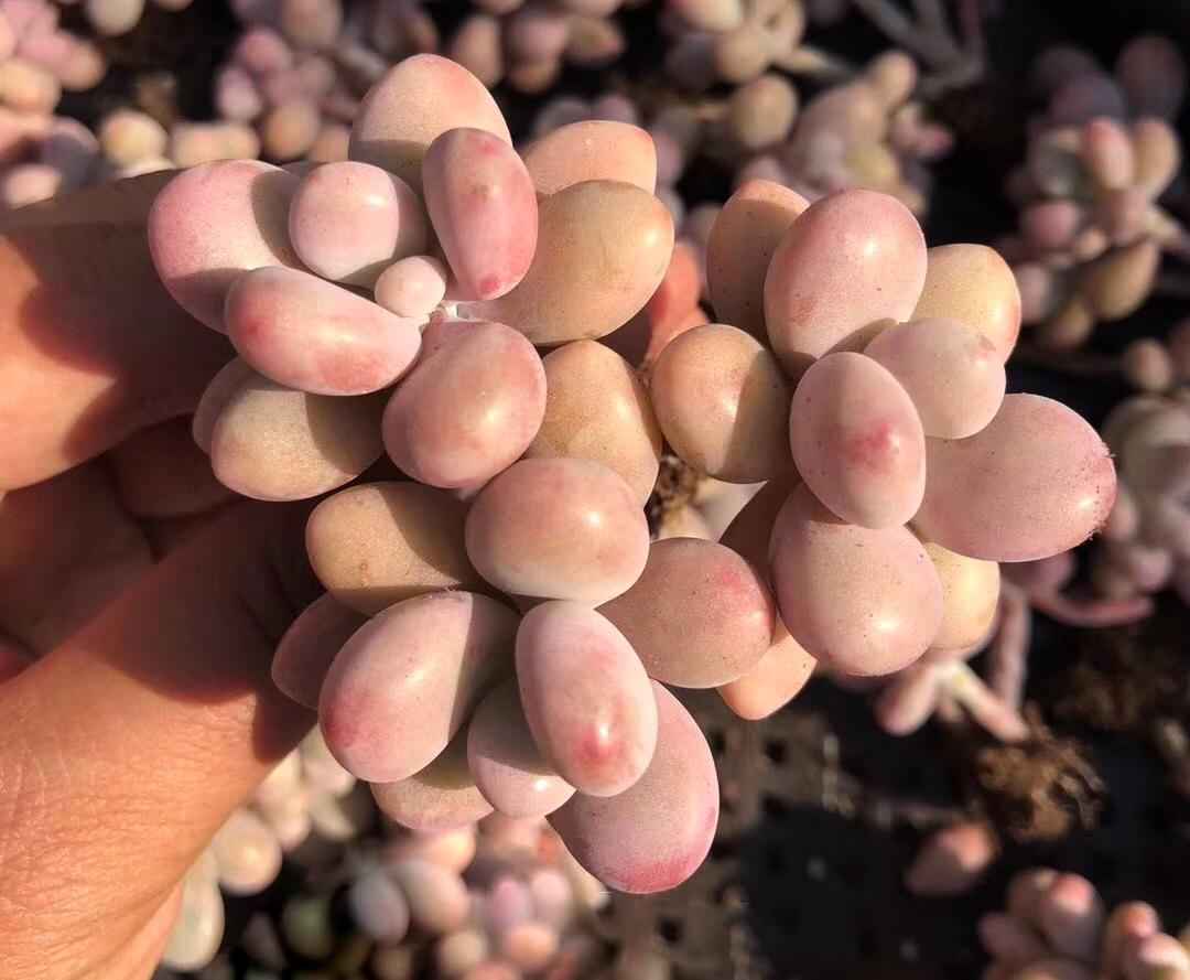 Hình ảnh cận cảnh chùm sen đá sỏi hồng với các lá tròn xoe, mập mạp, màu hồng pastel căng mọng và được phủ một lớp phấn trắng mờ ảo.