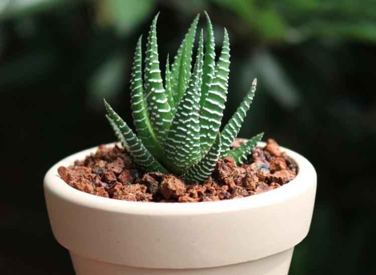 Hình ảnh cây sen đá móng rồng (Haworthia) khỏe mạnh với các sọc trắng đặc trưng, được trồng trong chậu gốm trắng tinh tế với lớp sỏi nung bề mặt.