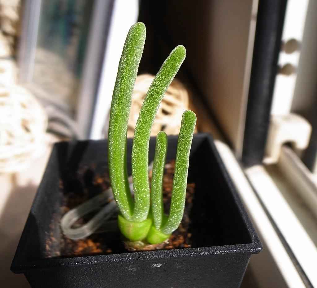 Cận cảnh chậu sen đá tai thỏ (Monilaria obconica) với những chiếc lá thuôn dài mọng nước, bề mặt lấp lánh tinh thể dưới ánh nắng mặt trời, trồng trong chậu đen vuông gọn gàng.