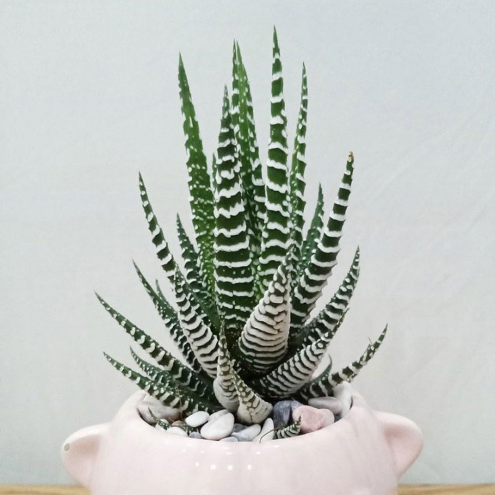 Sen đá móng rồng trồng trong nhà, dễ chăm sóc, phù hợp decor bàn làm việc