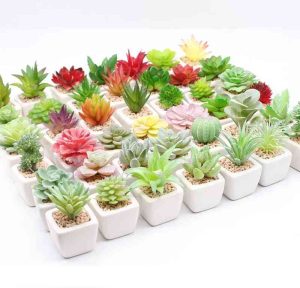 Cây sen đá nhỏ mini nhiều loại, dễ trồng trong nhà, phù hợp decor bàn làm việc và quà tặng