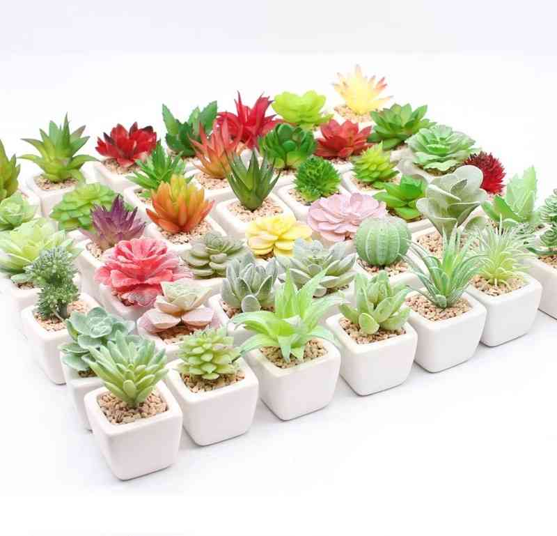 Cây sen đá nhỏ mini nhiều loại, dễ trồng trong nhà, phù hợp decor bàn làm việc và quà tặng