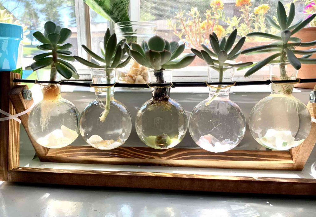 Sen đá thủy sinh trồng trong bình nước, decor trong nhà, dễ chăm sóc và phù hợp không gian hiện đại