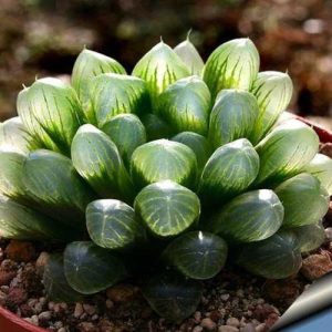 Hình ảnh sen đá Haworthia với đặc trưng lá dày, xếp tầng theo chiều dọc tạo hình độc đáo. Cây được trồng trong chậu sứ với lớp sỏi trang trí phía trên, mang lại vẻ đẹp hiện đại và tinh tế. Đây là loại sen đá phù hợp trồng trong nhà nhờ khả năng chịu bóng tốt và dễ chăm sóc.