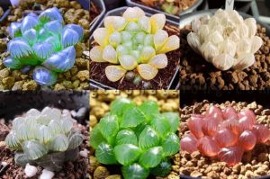 Sen đá kim cương nhỏ trồng trong nhà, dễ chăm sóc, phù hợp decor bàn làm việc