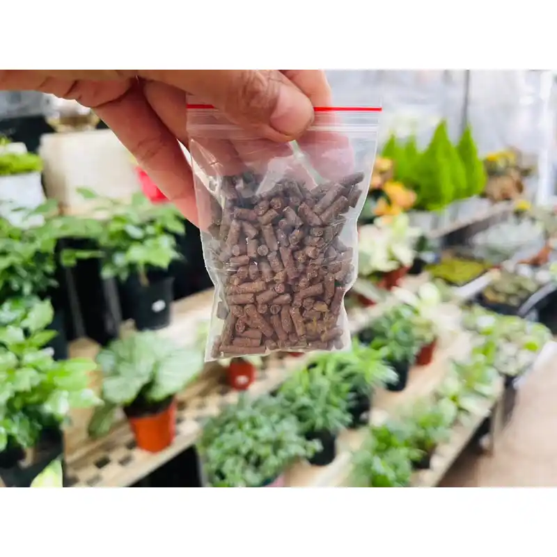 Phân bón tan chậm cho sen đá