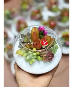 Chậu thủy tinh kèm sen đá